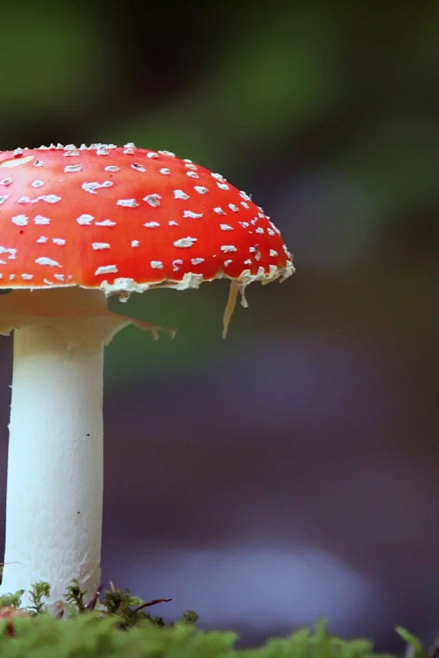 photography, mushroom, fly agaric