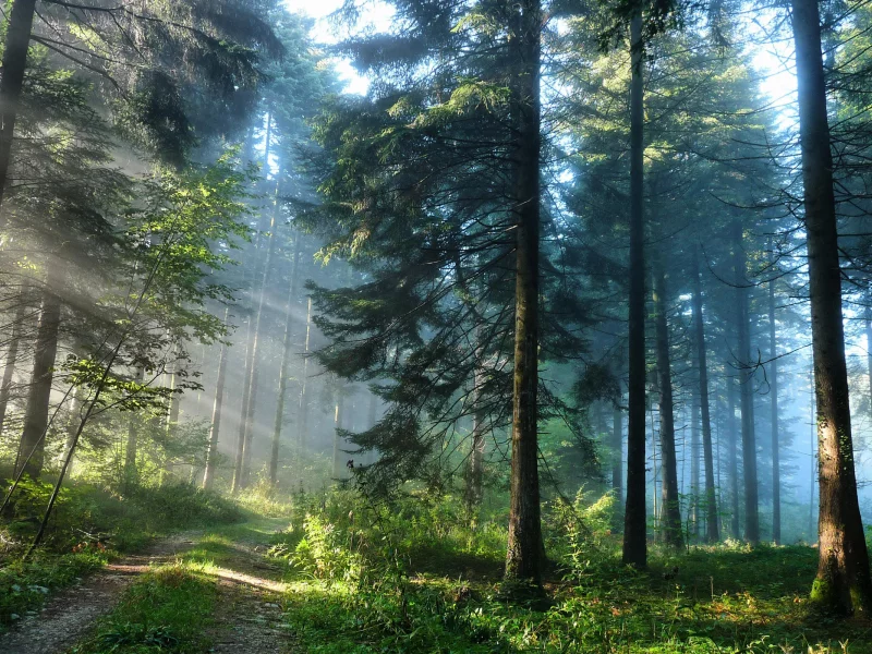 nature, forest, road, sun rays