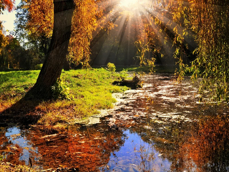 nature, forest, stream, sun