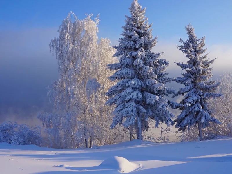 nature, forest, winter, snow