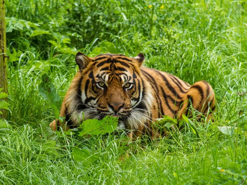 animals, tiger, big cats, nature, green