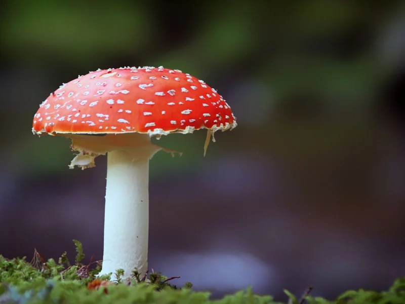 photography, mushroom, fly agaric