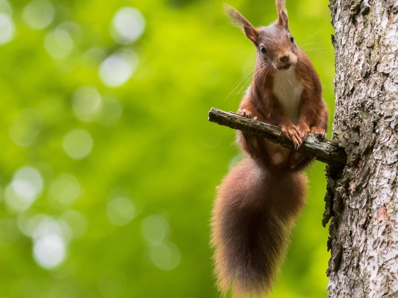 animals, squirrel, bokeh, nature