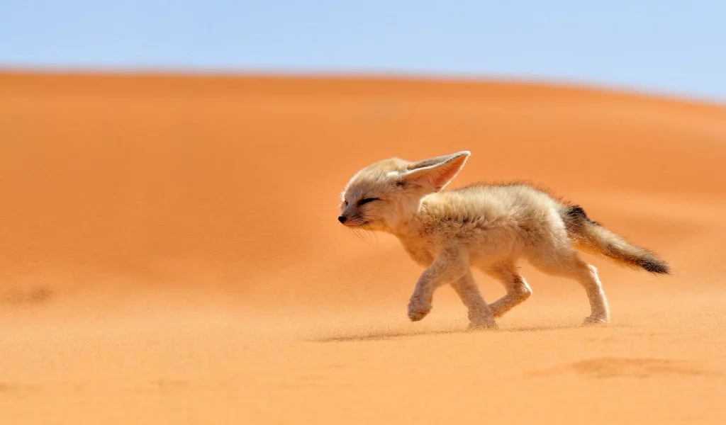 fox, animals, desert, nature, fennec