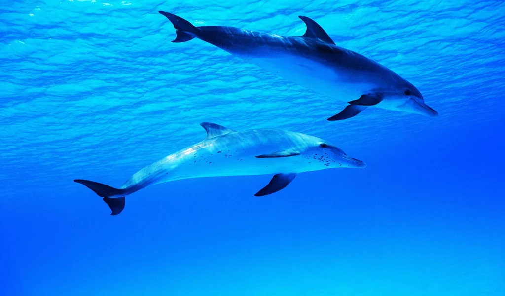 water, ocean, dolphin, dolphins