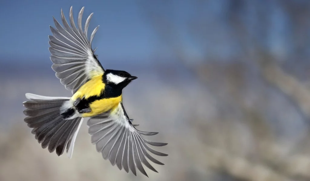 bird, small bird, tit, flight