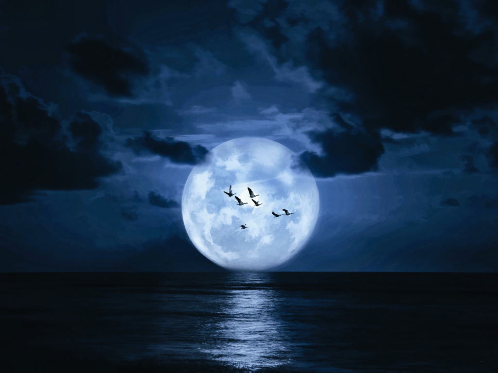 landscape, sea, moon, birds, night