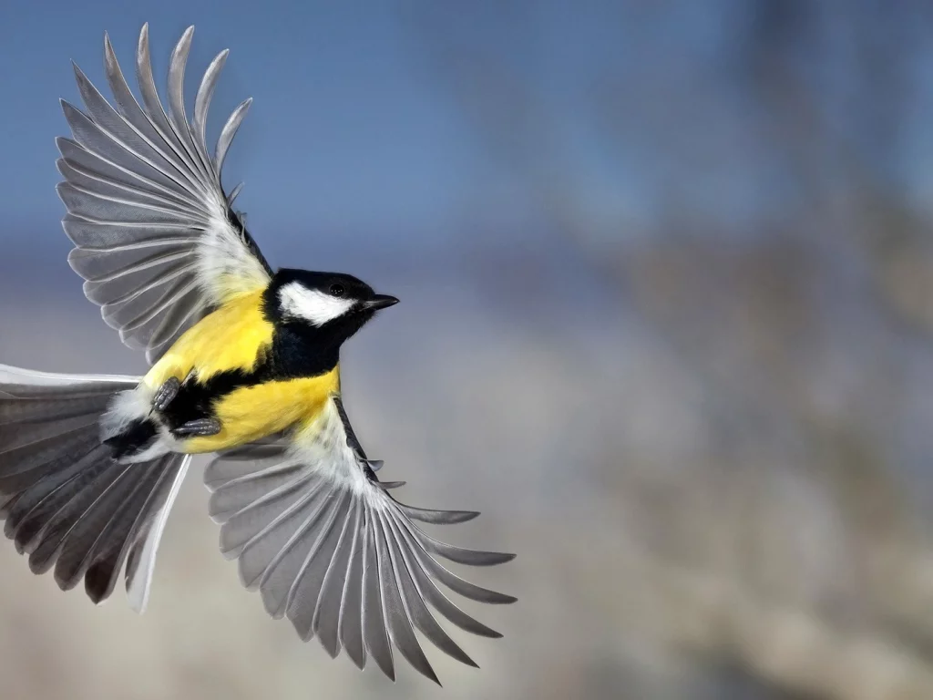 bird, small bird, tit, flight