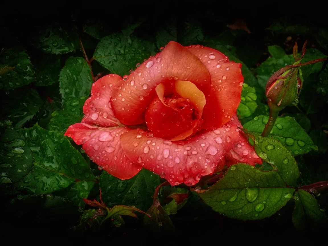 flower, rose, petals