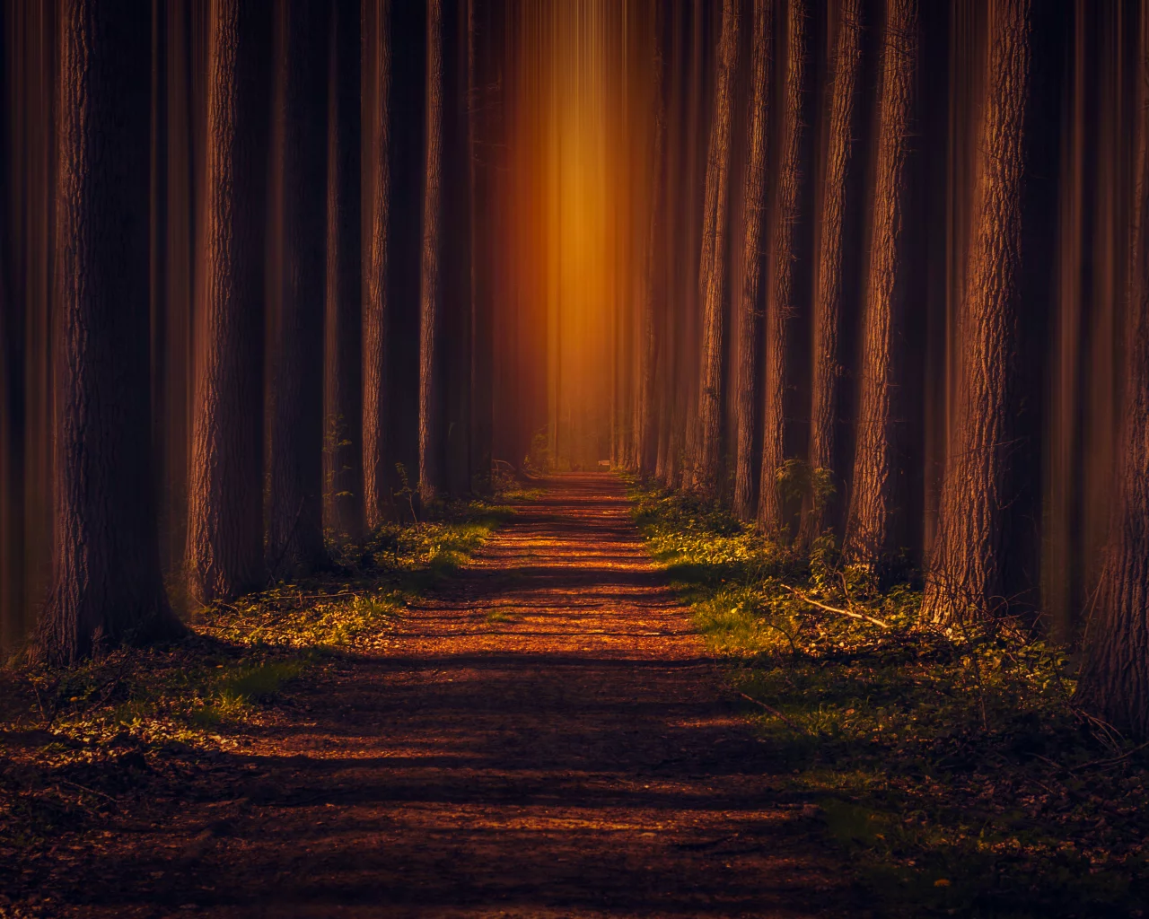 pathway, autumn, forest, leaves, trees, woods, road, sunlight