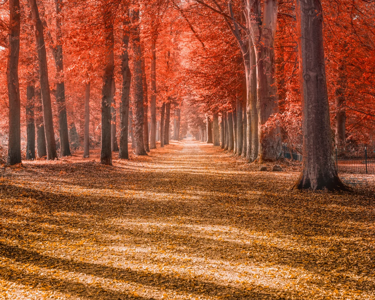 autumn, trees, forest, path, trunks, woods, autumn, leaves, red