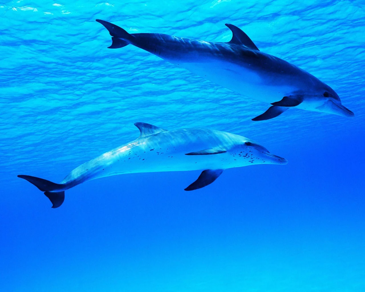 water, ocean, dolphin, dolphins