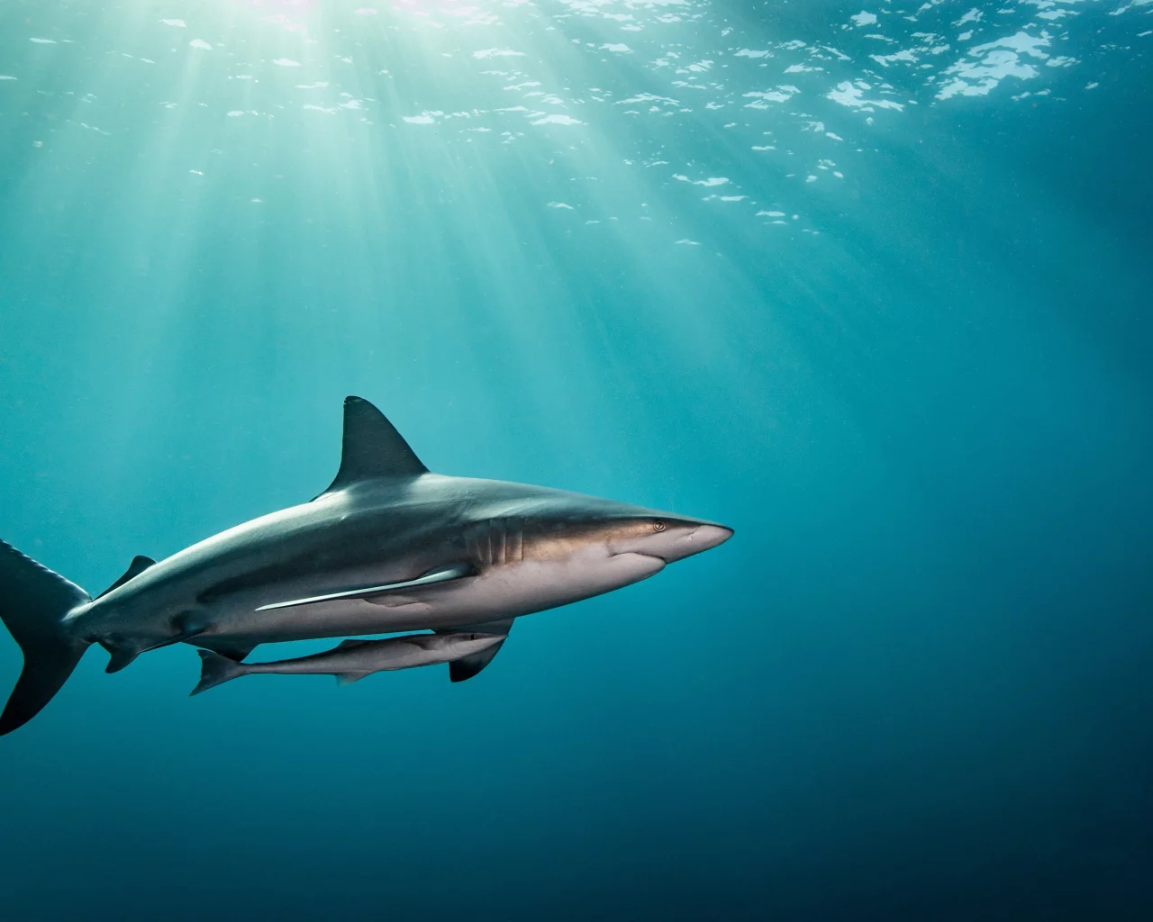 sea, ocean, shark
