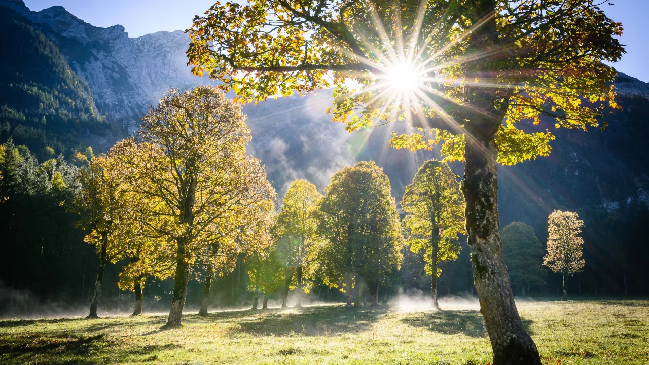 nature, trees, sun, clearing, forest