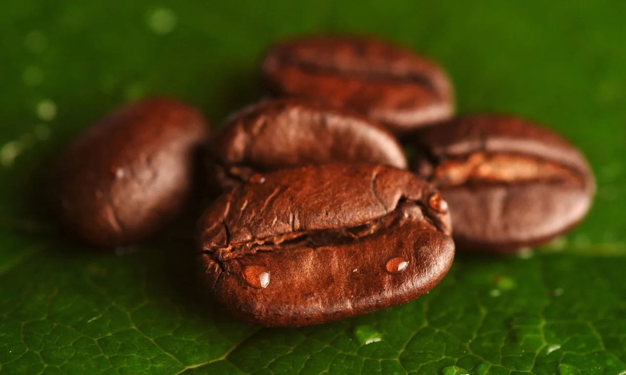 grains, coffee, foliage, leaves