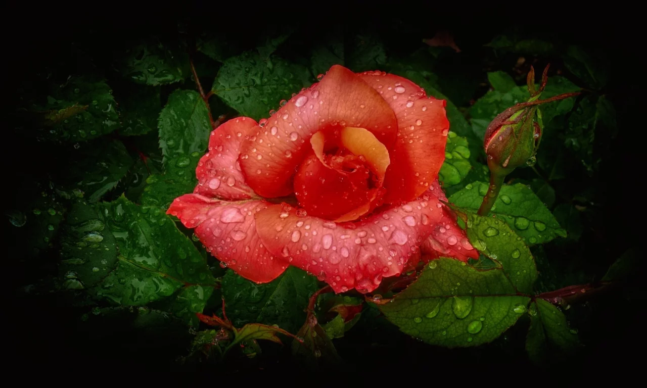 flower, rose, petals