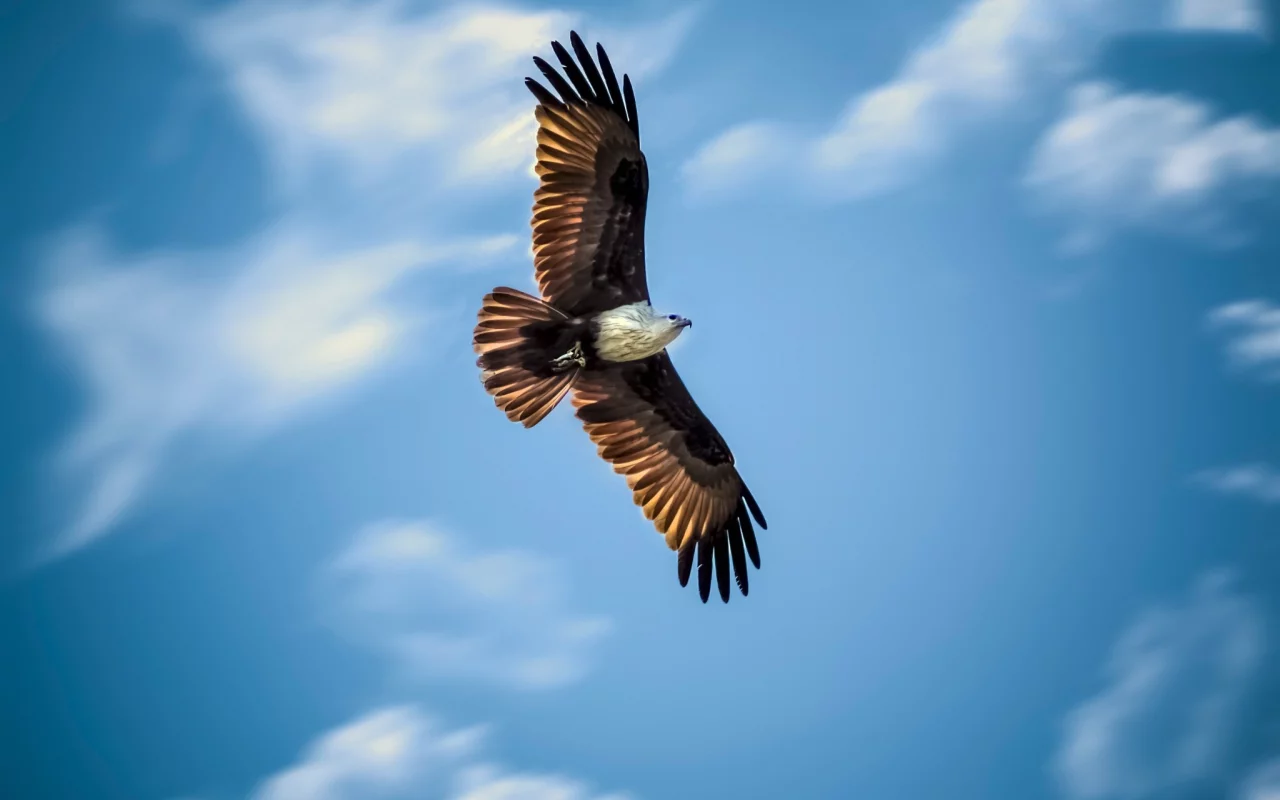 eagle, flying, animals