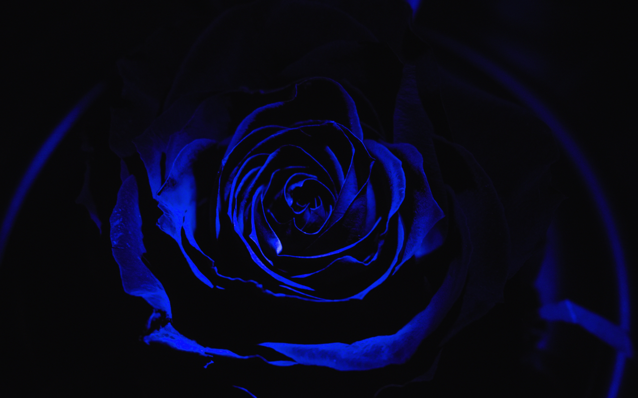rose, blue, black, flower