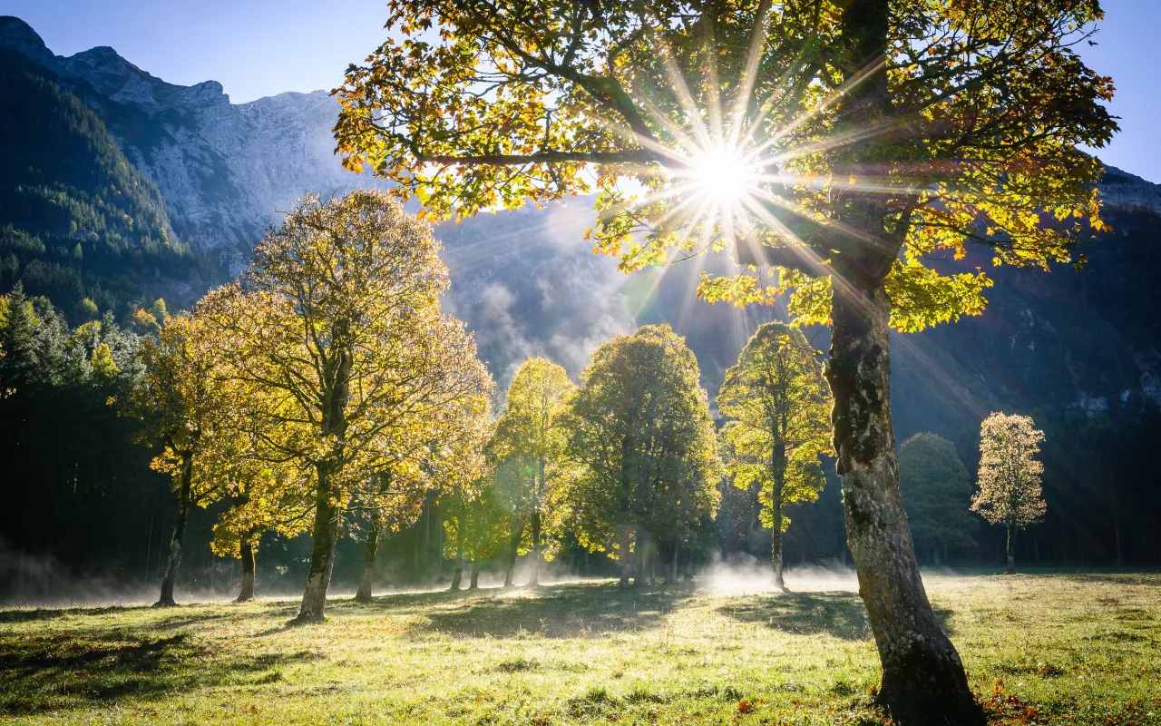 nature, trees, sun, clearing, forest