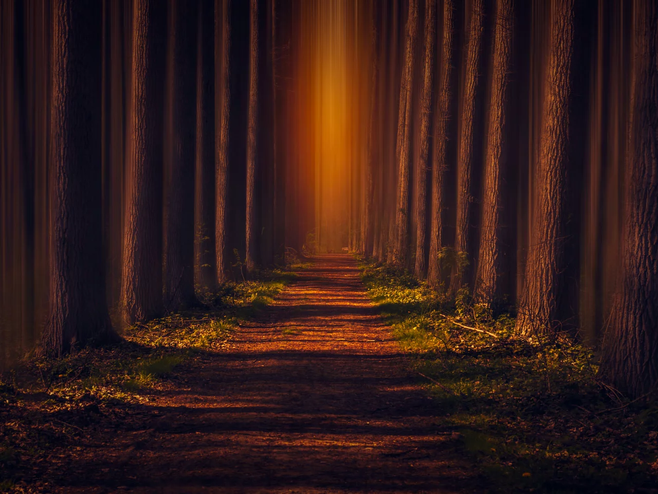pathway, autumn, forest, leaves, trees, woods, road, sunlight