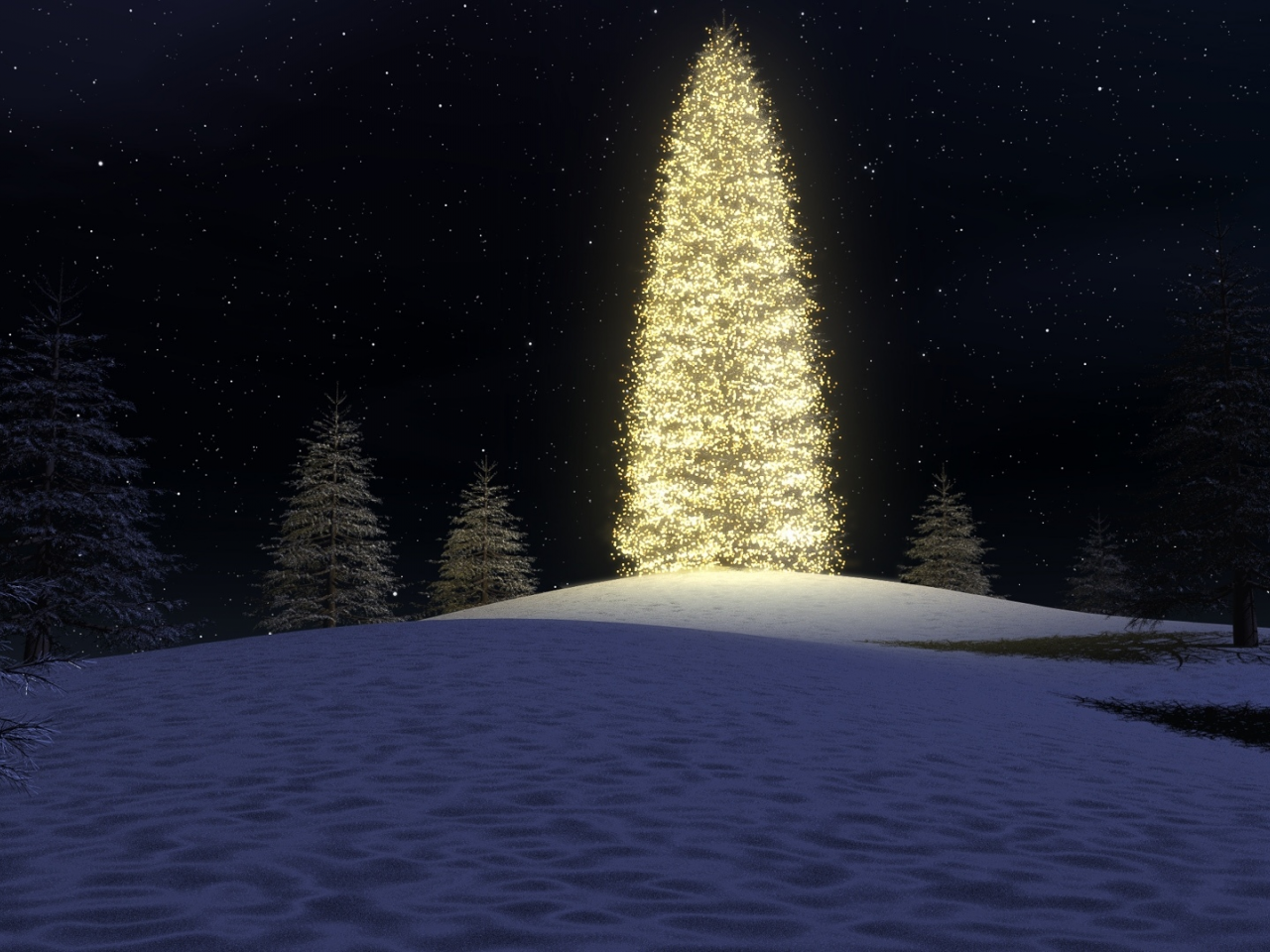 christmas tree, lights, forest, night