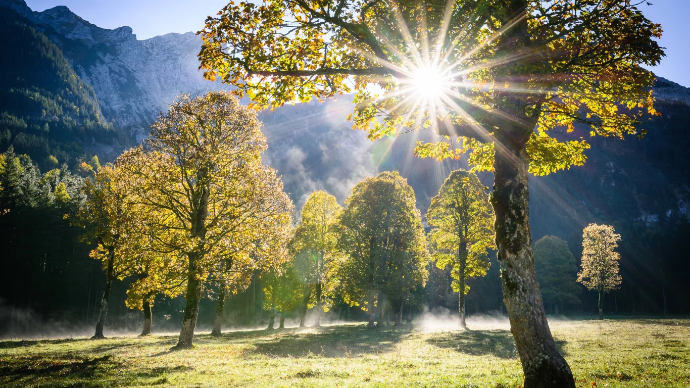 nature, trees, sun, clearing, forest