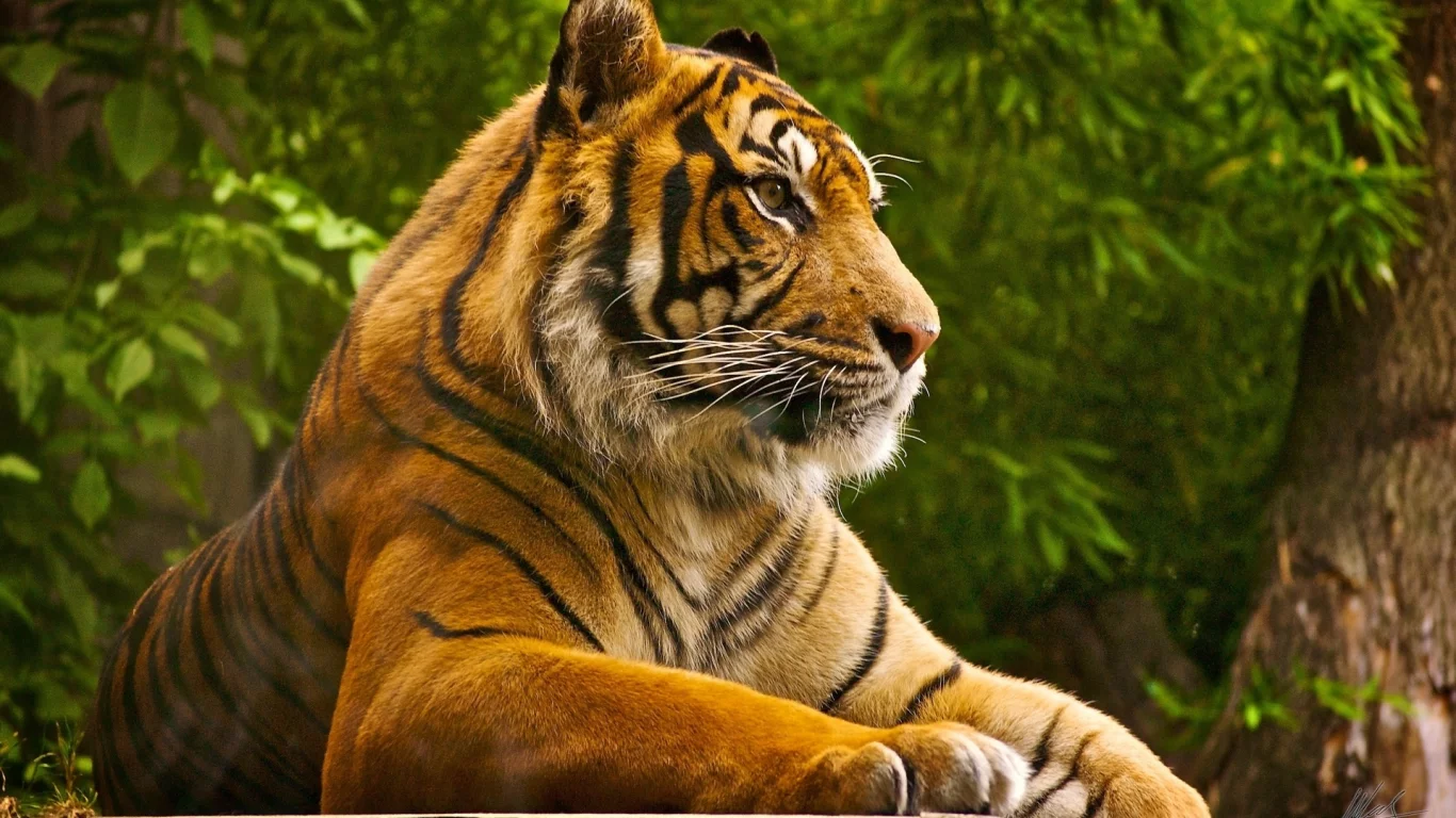 animal, predator, tiger