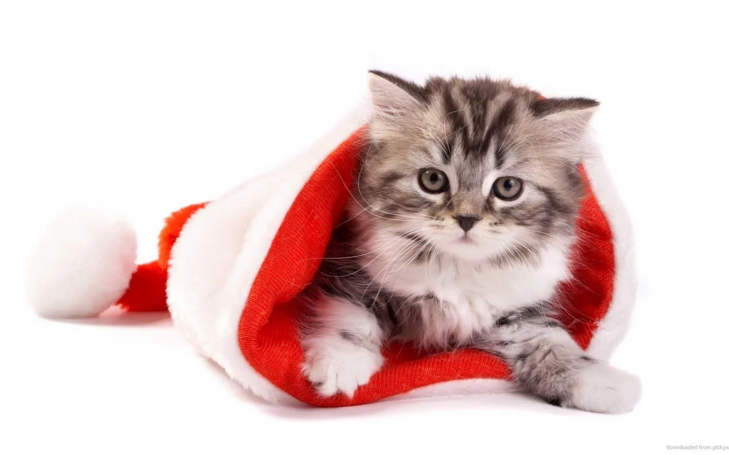 white background, kitten, new year, comfort, hat