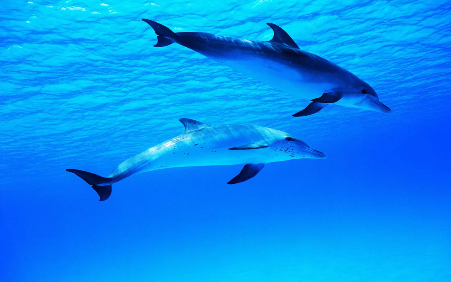 water, ocean, dolphin, dolphins