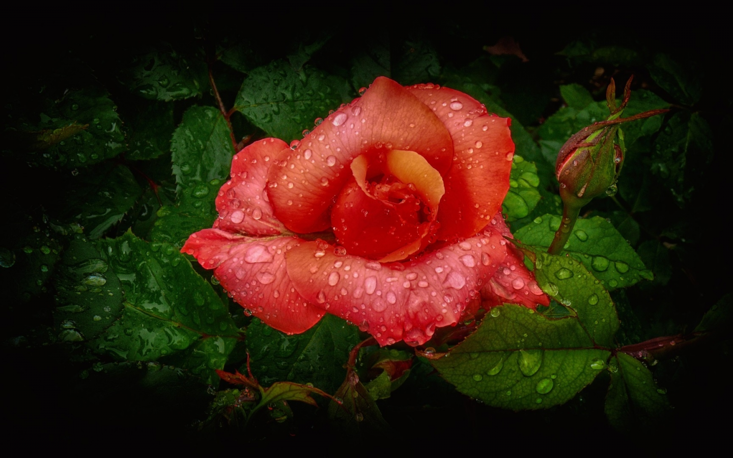 flower, rose, petals
