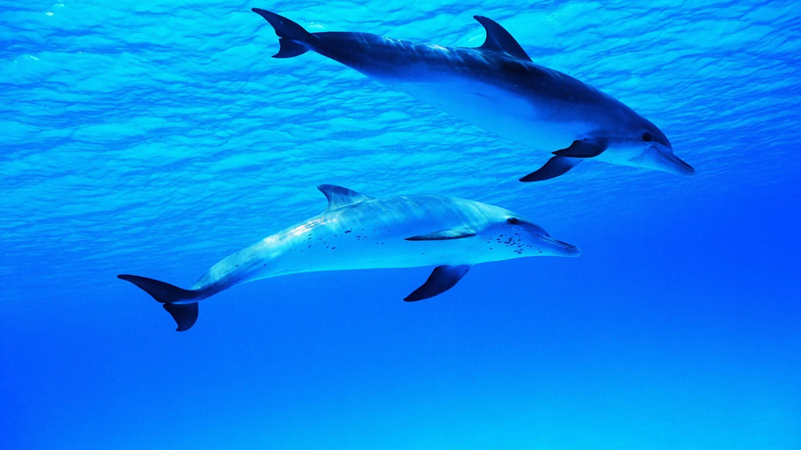 water, ocean, dolphin, dolphins