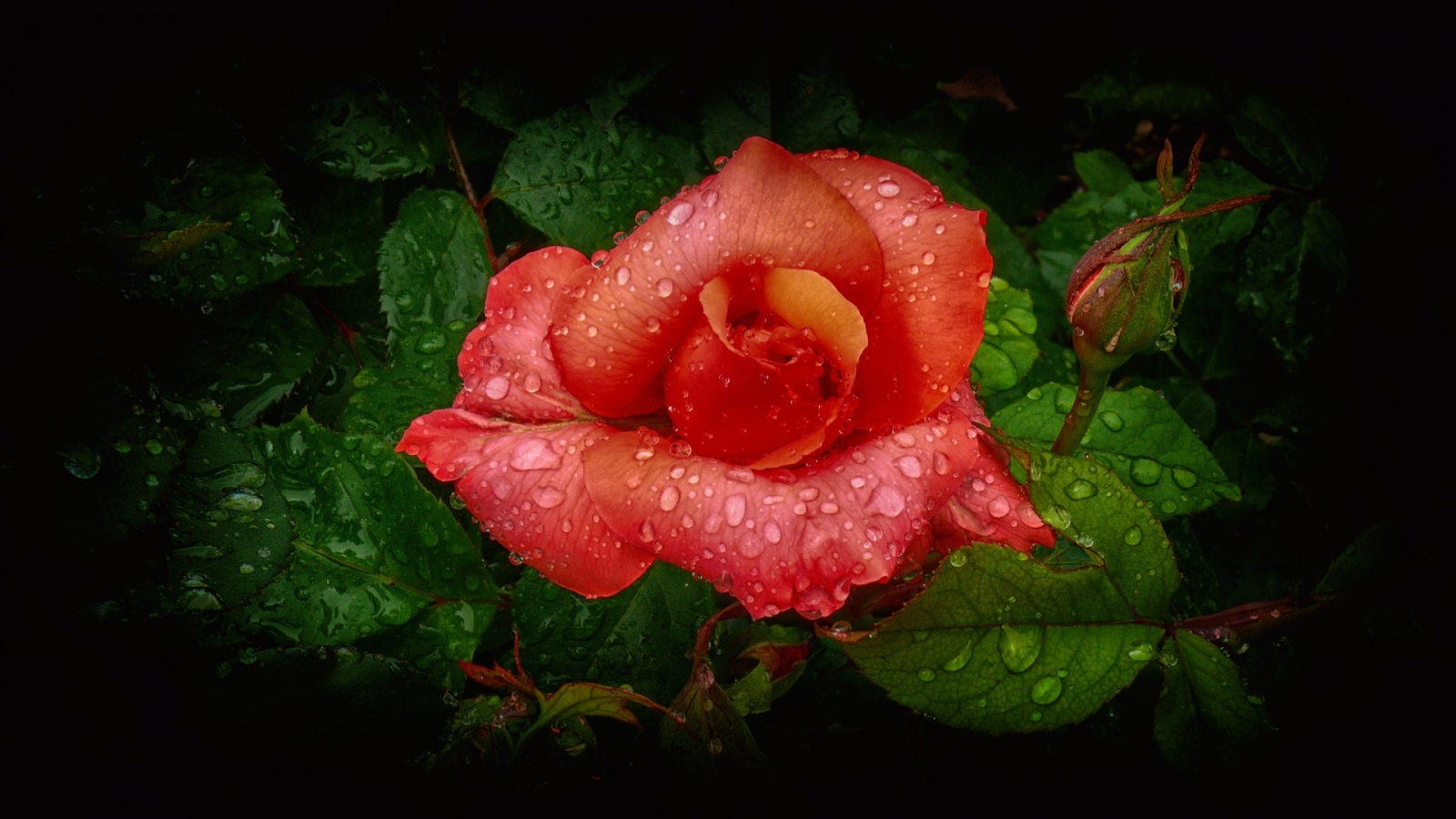 flower, rose, petals