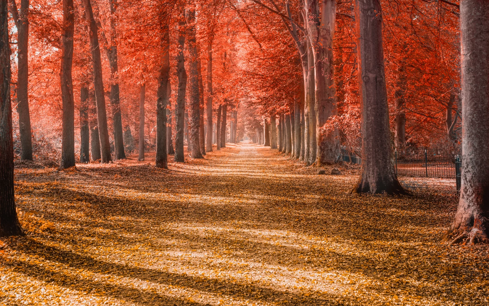 autumn, trees, forest, path, trunks, woods, autumn, leaves, red