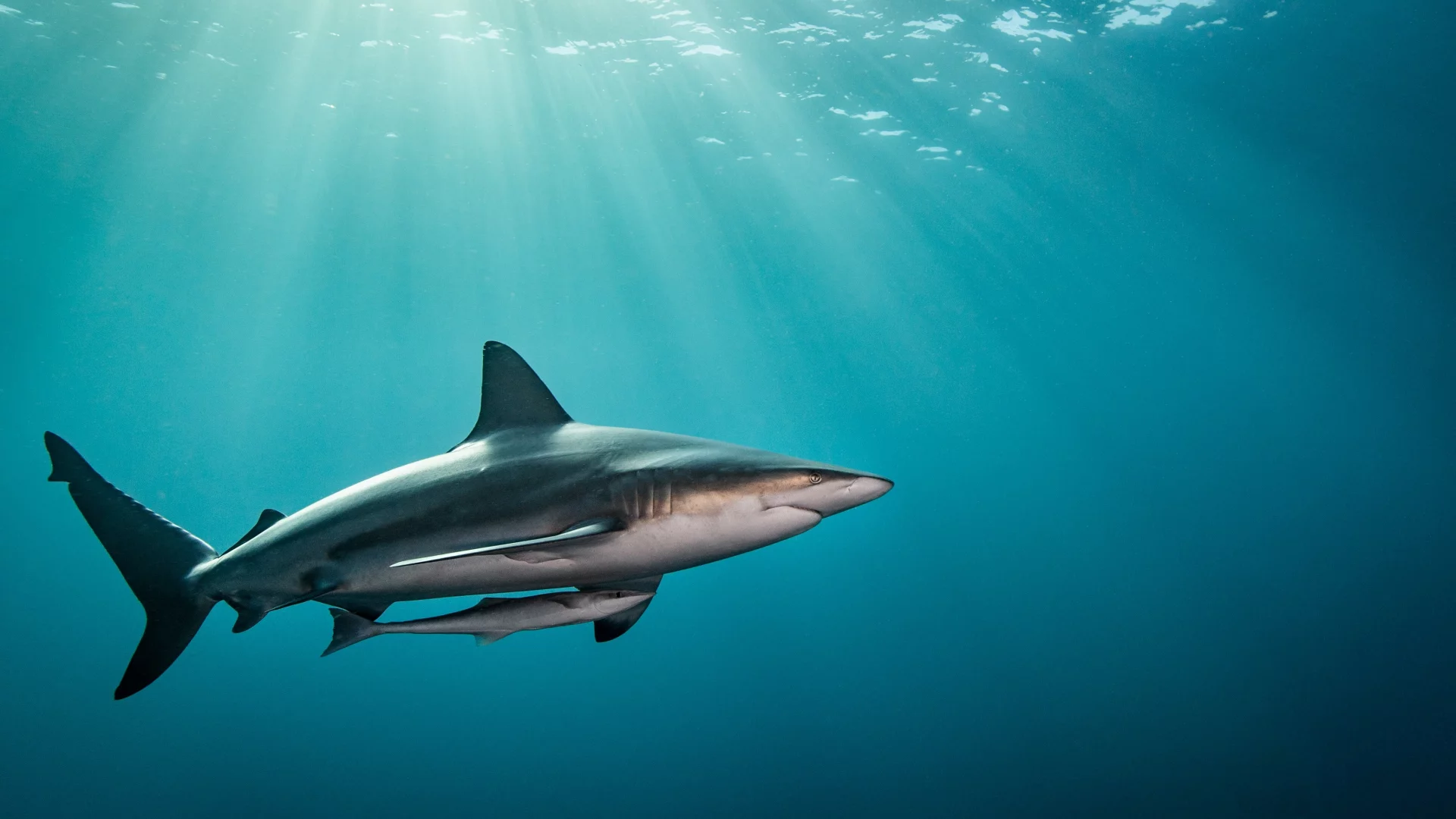sea, ocean, shark