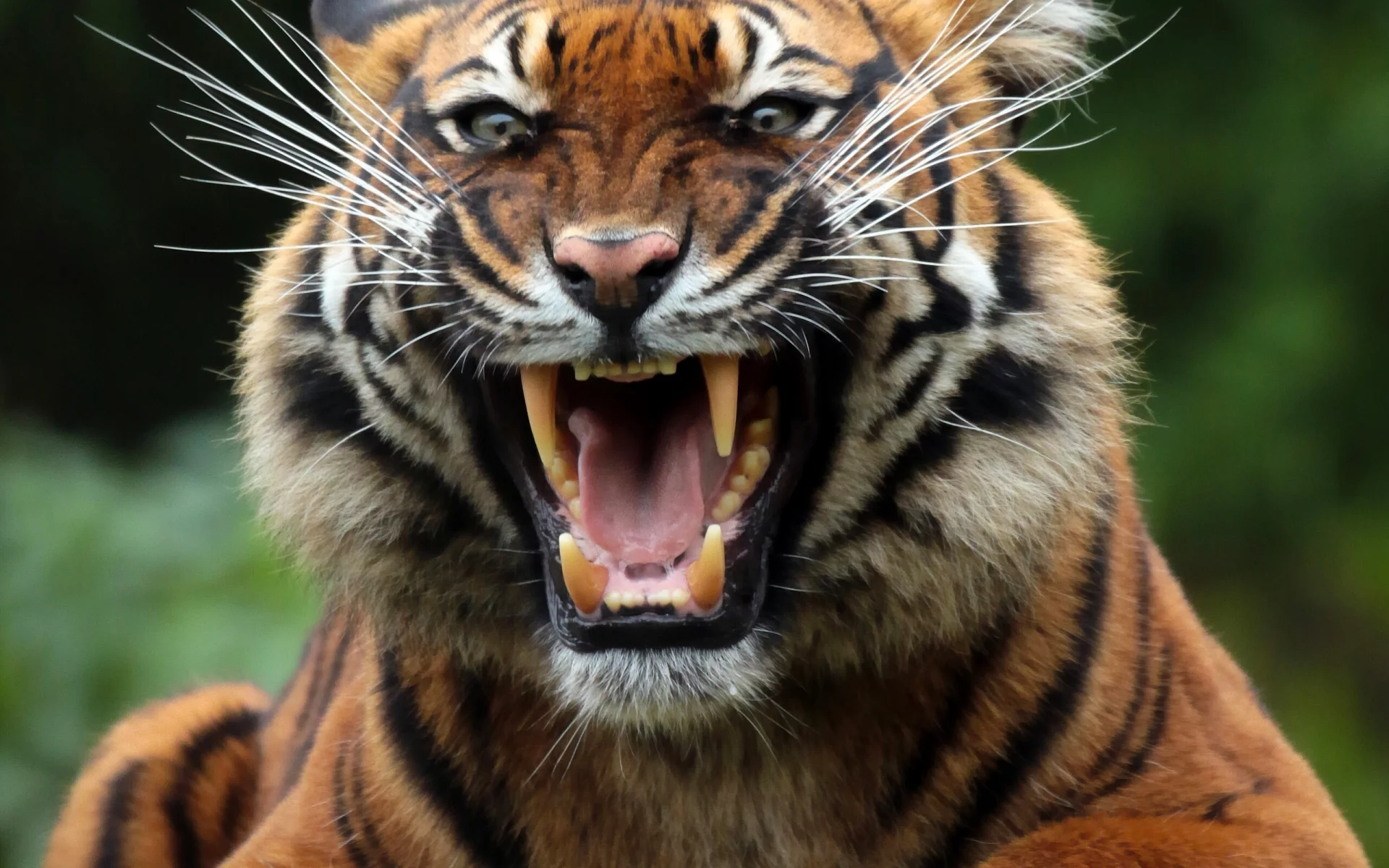 animal, predator, tiger, mouth, snarl, fangs