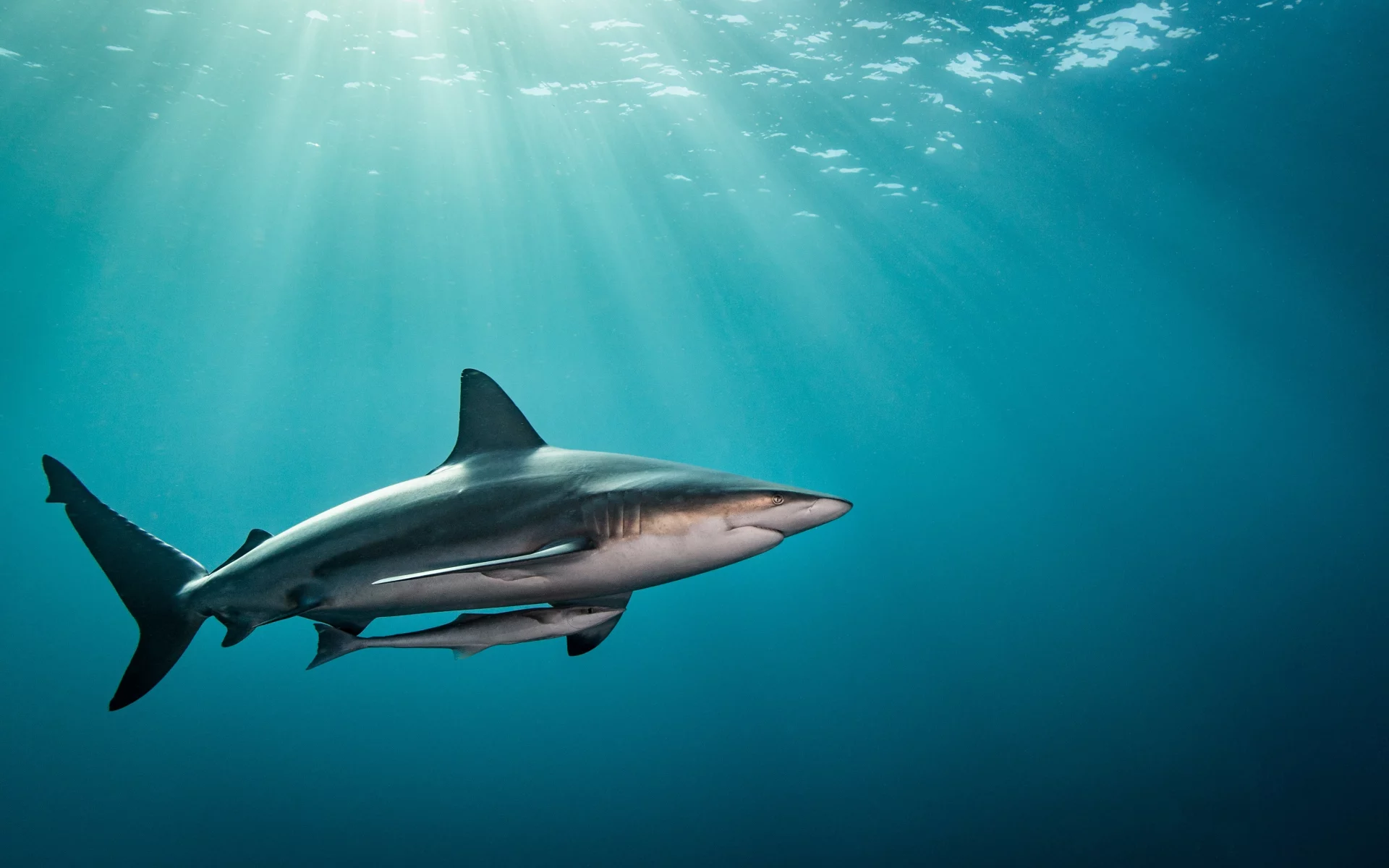 sea, ocean, shark