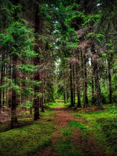 nature, landscape, trees, forest, wood, branch, leaves, path, grass