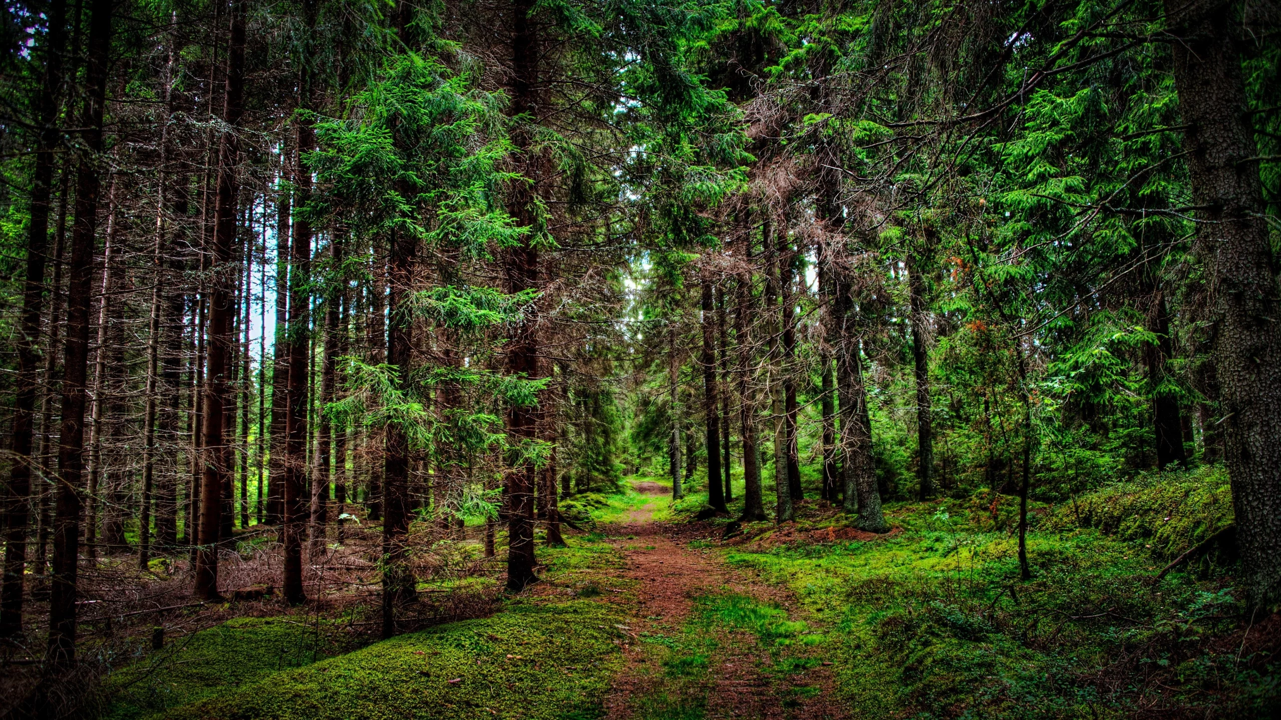 nature, landscape, trees, forest, wood, branch, leaves, path, grass