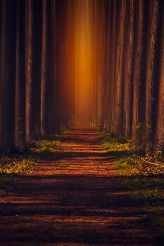pathway, autumn, forest, leaves, trees, woods, road, sunlight