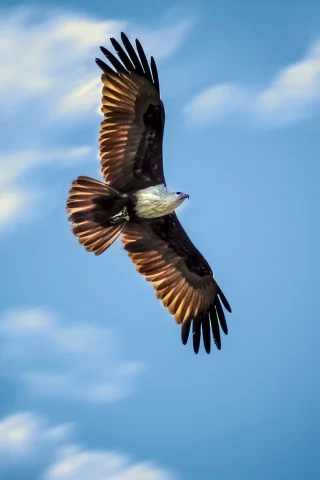 eagle, flying, animals