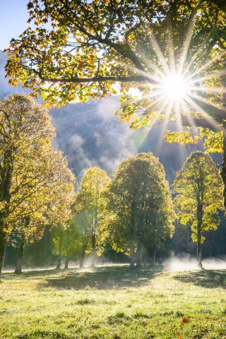 nature, trees, sun, clearing, forest