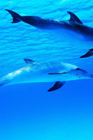 water, ocean, dolphin, dolphins