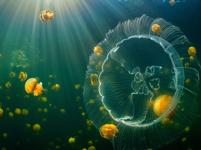 jellyfish, raja, ampat, islands, underwater, sunlight