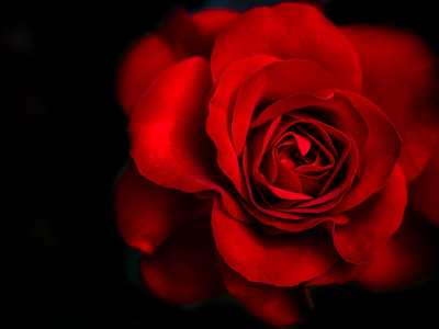 flower, rose, red rose