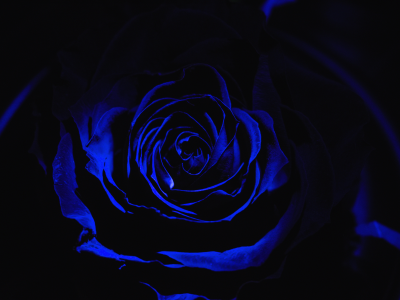 rose, blue, black, flower