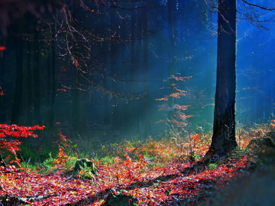 leaves, autumn, bright, tree, trees, earth, rays