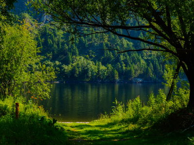 nature, forest, trees