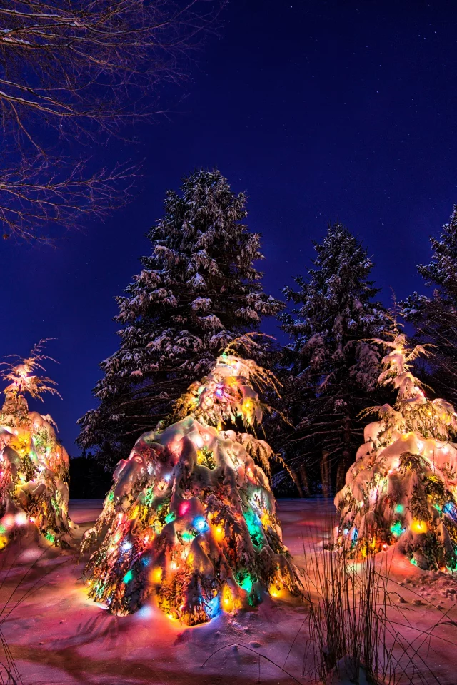 winter, new year, light, christmas tree, snow