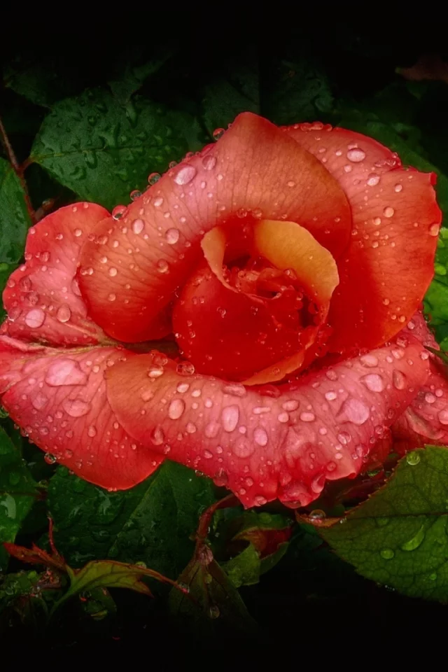 flower, rose, petals