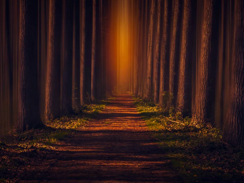 pathway, autumn, forest, leaves, trees, woods, road, sunlight